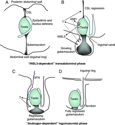 testiscle drop test|ultrasound for undescended testicles.